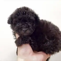 トイ・プードル