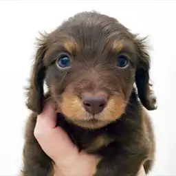 ミニチュア・ダックスフント