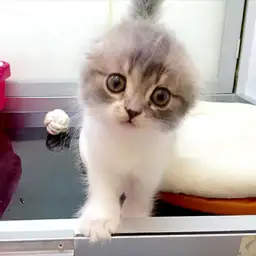 スコティッシュフォールド