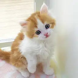 スコティッシュフォールド