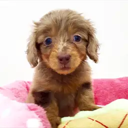 ミニチュア・ダックスフント