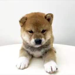 柴犬