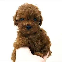 トイ・プードル