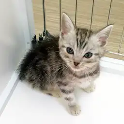 アメリカンショートヘア