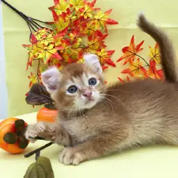 アメリカンカール