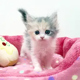 スコティッシュフォールド