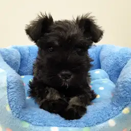 ミニチュア・シュナウザー