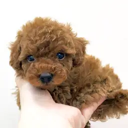 トイ・プードル