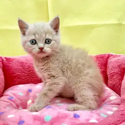 ブリティッシュショートヘア