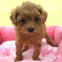 トイ・プードル