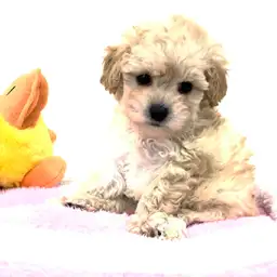 トイ・プードル