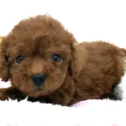 トイ・プードル