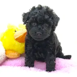 トイ・プードル