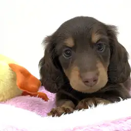 カニンヘン・ダックスフント