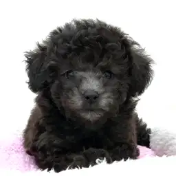 トイ・プードル