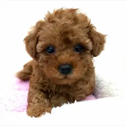 トイ・プードル