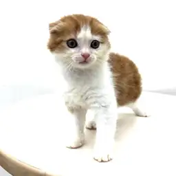 スコティッシュフォールド