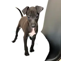 イタリアングレーハウンド