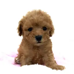 トイ・プードル