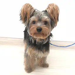 ヨークシャーテリア