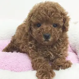 トイ・プードル