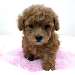 トイ・プードル