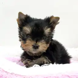 ヨークシャーテリア