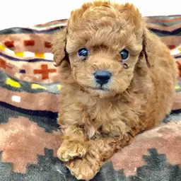 トイ・プードル