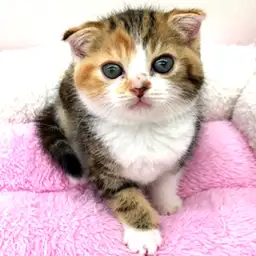 スコティッシュフォールド