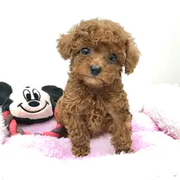 トイ・プードル