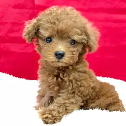 トイ・プードル