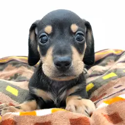 ミニチュア・ダックスフント