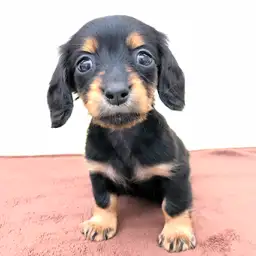 ミニチュア・ダックスフント