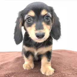 ミニチュア・ダックスフント