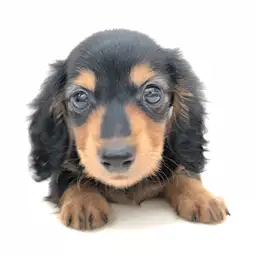 カニンヘン・ダックスフント