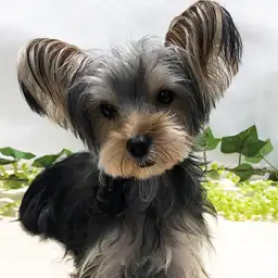 ヨークシャーテリア