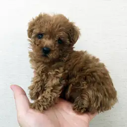 トイ・プードル