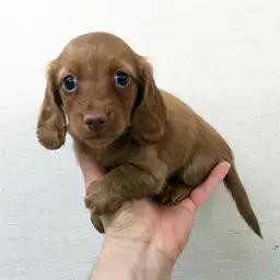 カニンヘン・ダックスフント