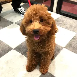 トイ・プードル