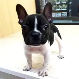 フレンチブルドッグ