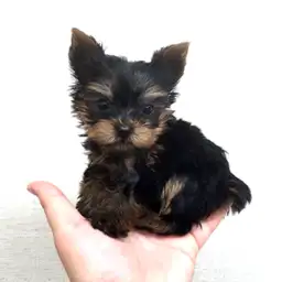 ヨークシャーテリア