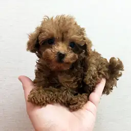 トイ・プードル