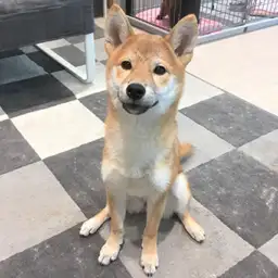 柴犬