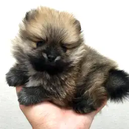ポメラニアン