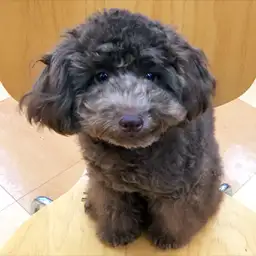 トイ・プードル