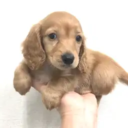 ミニチュア・ダックスフント