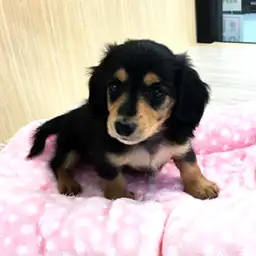 ミニチュア・ダックスフント