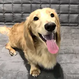 ミニチュア・ダックスフント