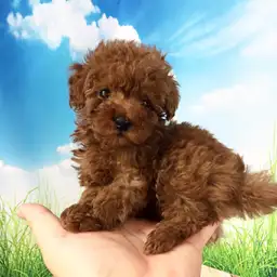 トイ・プードル