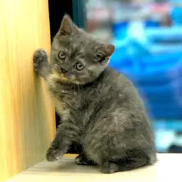 ブリティッシュショートヘア